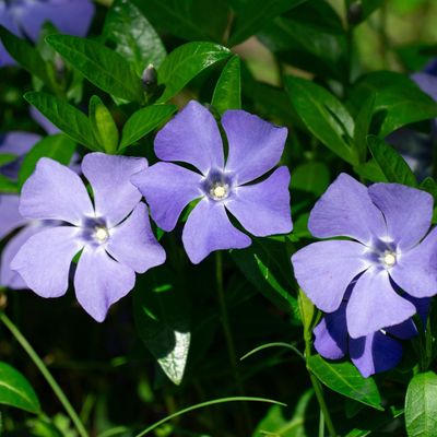 Experts say these 5 living mulch plants will help you water your garden less – and suppress weeds, too