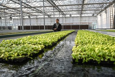 CDC Linked Taco Bell's Cyclospora Outbreak to a Lettuce Supplier. More Than 1,600 People Have Been Affected.