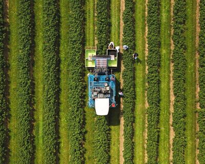 Berry tough: Ribena seeks to make hardier blackcurrants to beat extreme weather