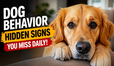 Your dog does these things every day, but few people know what they mean - according to canine experts