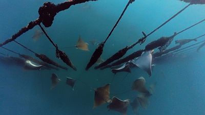 Trieste, sightings of bull rays: Unique Mediterranean case but threat to mussel farms