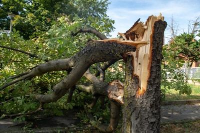 Could Your Neighbor’s Neglected Tree Cost You Thousands?