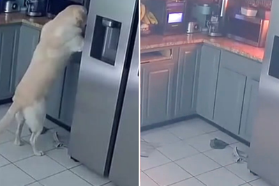 Curious dog sparks house blaze after turning on kitchen toaster, killing three other pets