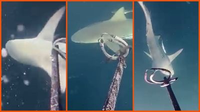 Florida spearfisherman goes for a dive. Then 3 sharks attack, and all he has is his speargun: ‘Why they so hungry for you?’