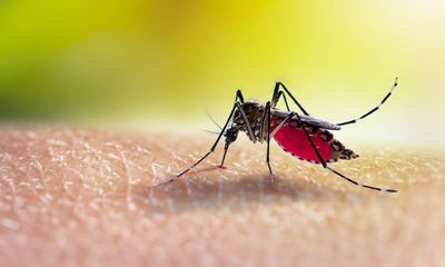 5 mistakes you're making that turn your yard into a mosquito breeding ground