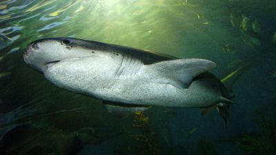 Recreational diver bitten by two-metre shark