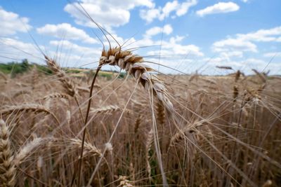 Wheat fluctuates as traders weigh Black Sea risks, US exports