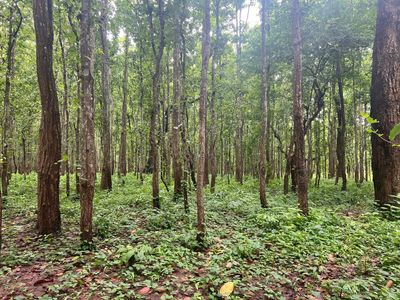 Bug bounty: MP forest department pays villagers Rs 2 per pest to save sal trees
