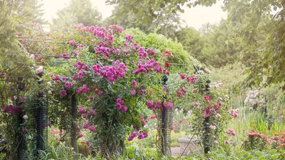 The 60-Second Tying Trick Gardeners Swear By for Twice as Many Rose Blooms