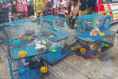 Married couple, 73 cats die in Bangkok townhouse fire