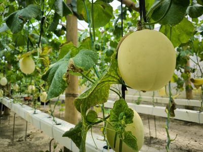 Why Do Some Melons Stop Setting Fruit During the Hottest Weeks?