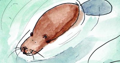 Family's story of reintroducing beavers in Scotland celebrated in children's book