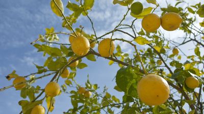 What to Do With a Lemon Tree in July – 4 Crucial Tasks to Get the Biggest and Best Fruits
