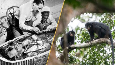 Science news this week: Gold tongues discovered in tombs, sugar found in space, a new monkey identified in the Congolian rainforest, and ancient impact crater 'geoguessed' by an amateur astronomer