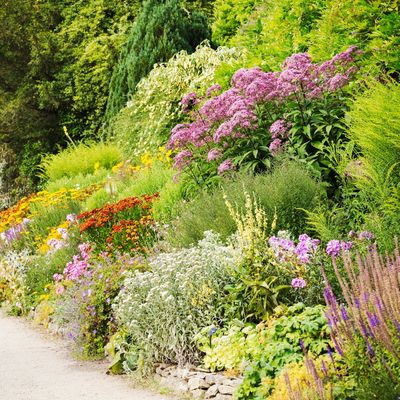 These 5 easy-to-propagate perennials will reward you with years of free flowers – you'll fill your borders without spending a thing