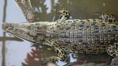 Israel clears way for crocodile-guarded prisons in controversial rule change