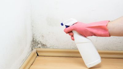 Think winter is bad? Why summer is actually peak mold season (and how to protect your home)