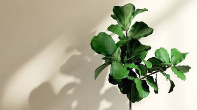 What to Do With Your Fiddle Leaf Fig in July for a Fuller, Healthier Plant and Glossier Leaves