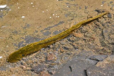 In 1921, an eel-like parasite reached Lake Erie through a shipping canal, then latched onto native fish, fed on their blood, and helped collapse Great Lakes fisheries