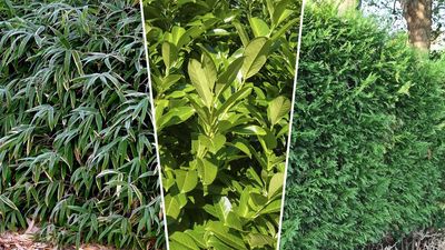 These three common plants can devalue your home by up to 25% when grown in your garden