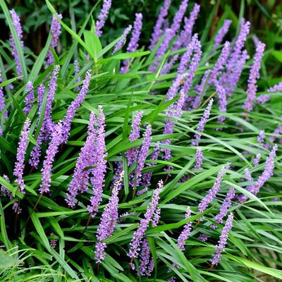 Best plants for dry shade – 5 varieties that thrive in parched, gloomy spots in the garden