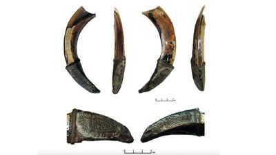 Decorated wild-boar tusk found in Russia may have been medieval warrior's good-luck charm