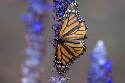 Fears for endangered animals grow as Trump axes automatic protection rule