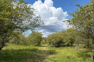 Call for more ‘truly wild’ areas to show how nature-rich UK could be