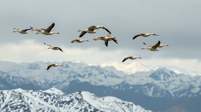 How Bar-Headed Geese Cross the Himalayas and What Their Migration Reveals About Altitude Endurance