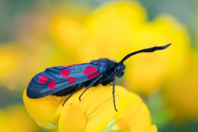The four remarkable moths you can see in your garden this summer