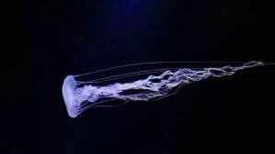 Scientists discovers new highly venomous box jellyfish species with stings strong enough to kill humans