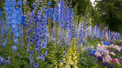 What to Do With Delphiniums in July – 5 Simple Jobs That Keep These Cottage Garden Favorites Flowering for Longer