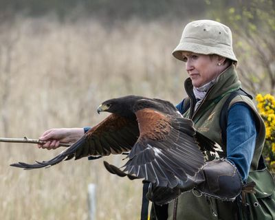The pet I’ll never forget: Bird the hawk – the predator who once hugged me for 20 minutes