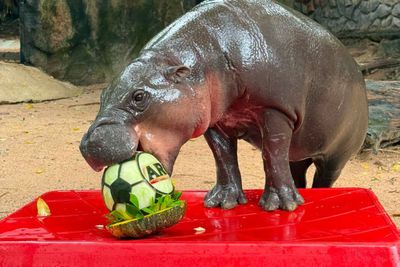 Moo Deng's World Cup prediction streak unbroken - all wrong