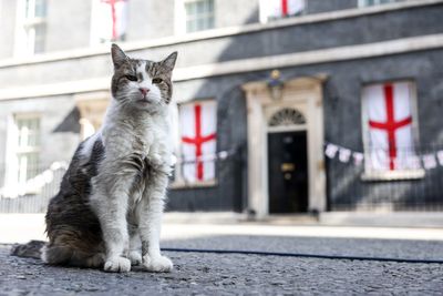 Larry the Cat welcomes yet another prime minister into No 10