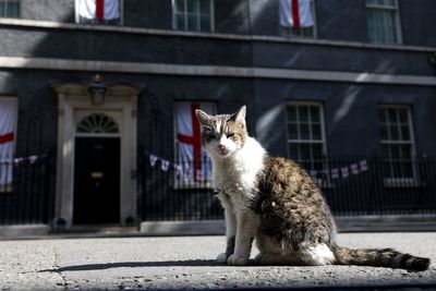 Who is Larry the Cat? Beloved ‘chief mouser’ welcomes seventh prime minister