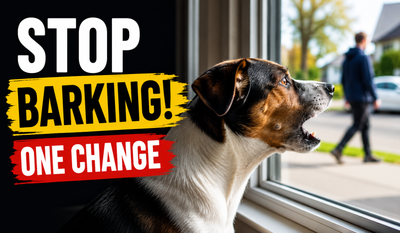 One small change could make your dog stop barking at the window, according to experts