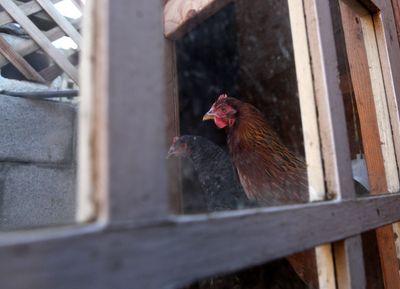 Backyard Poultry Salmonella Outbreak Sickens 513 People in 43 States, a Quarter of Them Children Under Five
