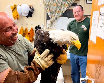 Big Bear’s missing bald eagle believed to have been found alive but injured