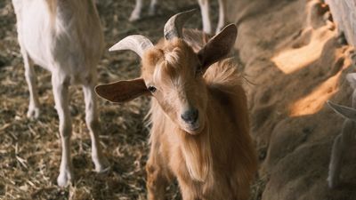 ‘Every crew needs a good leader’: With wildfires raging across the nation, Colorado firefighters just got help from an unexpected source, a goat