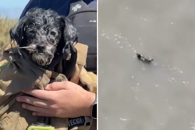 Missing dog is saved after getting lost and swimming out into San Francisco Bay