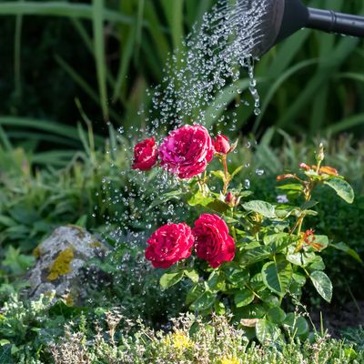 You're probably watering your roses wrong in hot weather – 5 expert tips to help them thrive