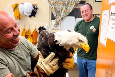 Injured bald eagle rescued in California is believed to be an internet star