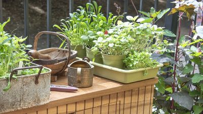 IKEA's $25 Metal Planter Gives Any Patio Instant Cottage Garden Charm – And It's Big Enough for a Whole Herb Garden