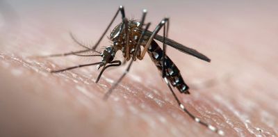 Google wants to release 16 million sterile mozzies. Our Australian tests offer a valuable lesson