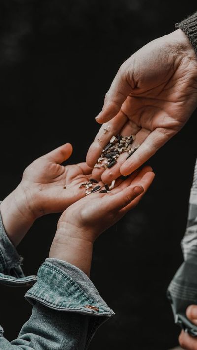How to Use SNAP Benefits for Seeds and Food-Producing Plants
