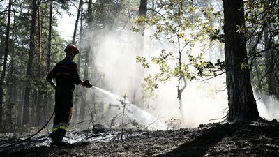 France's Fontainebleau forest faces long road to recover after wildfires