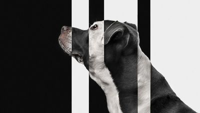 Praying pooches to friendly felines: pet photography awards finalists mark the bizarre and picturesque
