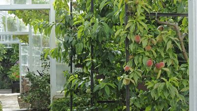 Experts Reveal the Tell-Tale Signs Your Apricots Are Perfectly Ripe and Ready to Pick