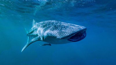 Hungry, hungry whale sharks show super snacking style